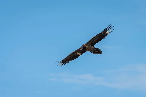 A juvenile bearded vulture in flight, blue sky — Stock Photo, Image
