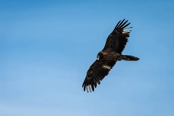 Un giovane avvoltoio barbuto in volo, cielo blu — Foto Stock