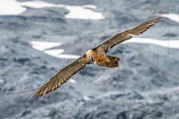 Un avvoltoio adulto barbuto in volo, alpi in Alto Adige — Foto Stock