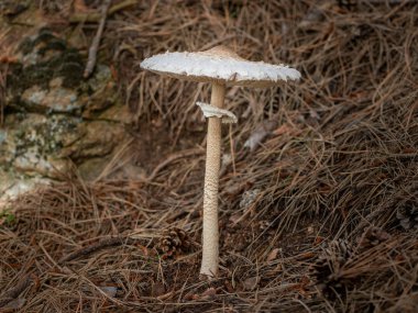 Güney Tirol'de bir çam ormanında parasol mantarı