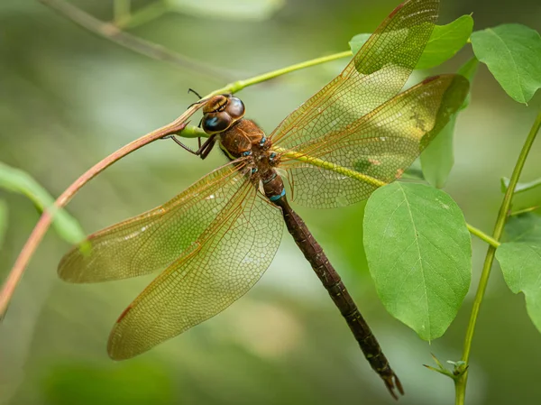 Eine braune Falkenlibelle, die auf einem Busch ruht — Stockfoto