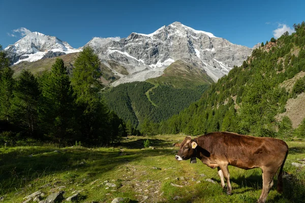 Le Alpi Ortles vicino a Sulden in una giornata di sole in estate — Foto Stock