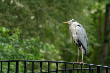 Köprüde duran gri balıkçıl (Ardea cinerea) (Viyana, Avusturya))