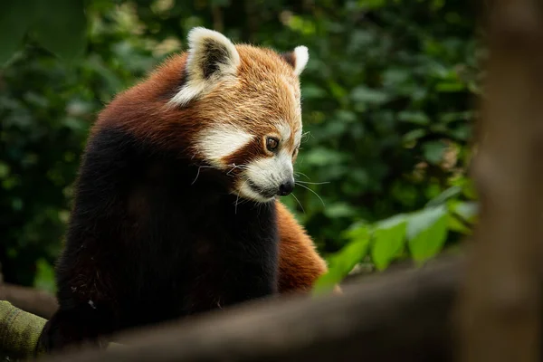 Panda Rosso Ailurus Fulgens Seduto Albero Che Mangia Frutta — Foto Stock