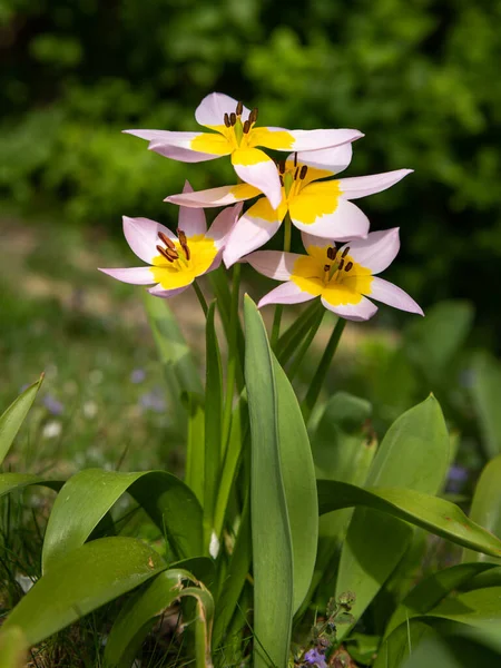 Gruppo Piccoli Tulipani Gialli Rosa Giardino Una Giornata Sole Primavera — Foto Stock