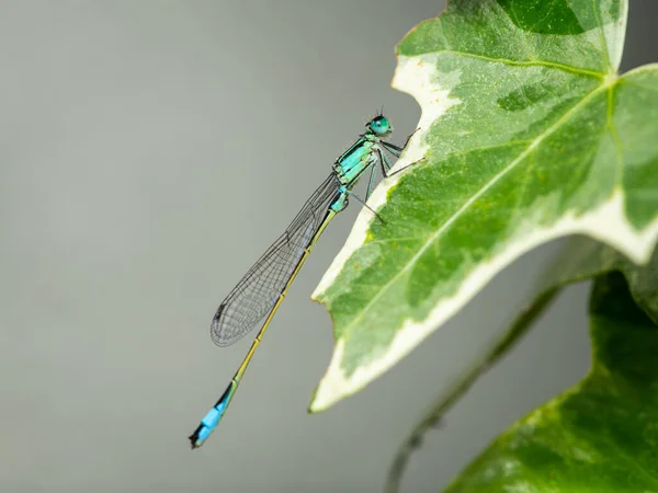Viyana Bir Yaprağın Üzerinde Dinlenen Mavi Kuyruklu Bir Kızböceği Ischnura — Stok fotoğraf