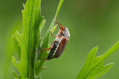 Bir Maybug (Melolontha melolontha) yeşil bir bitkinin üzerinde oturuyor, baharda bulutlu bir gün