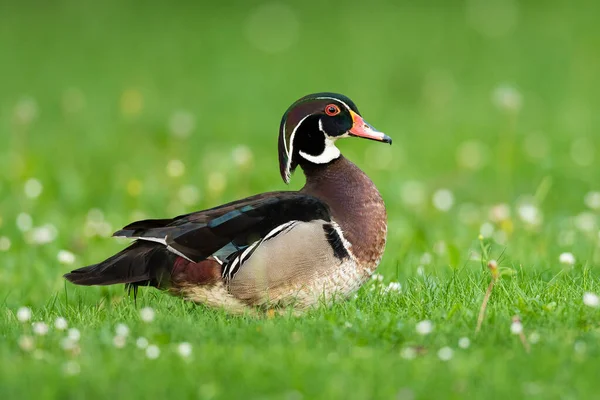 Anatra Legno Piedi Prato Parco Mattina Sole Primavera Vienna Austria — Foto Stock