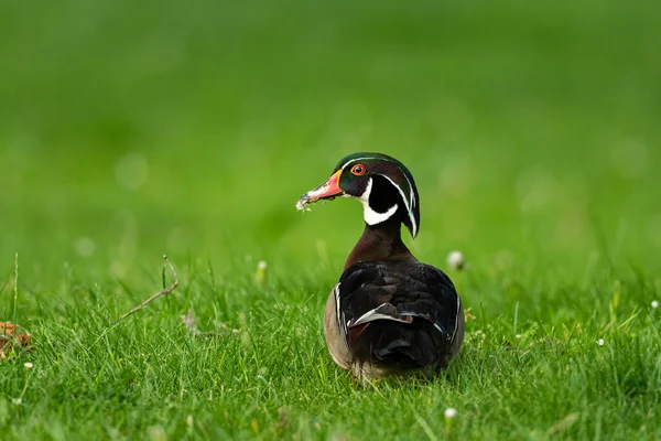 Anatra Legno Piedi Prato Parco Mattina Sole Primavera Vienna Austria — Foto Stock