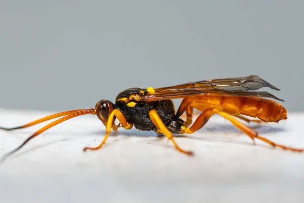 Gros Plan Une Grosse Guêpe Ichneumon Colorée Callajoppa Cirrogaster — Photo