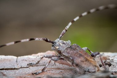 Ağaç gövdesinde oturan bir ağaç böceği (Acanthocinus aedilis, Cerambycidae)