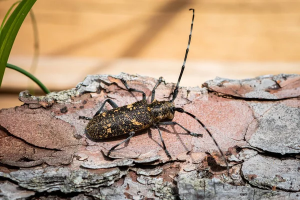 Gran Escarabajo Cuerno Largo Hermoso Monochamus Sutor Cerambycidae Sentado Tronco — Foto de Stock