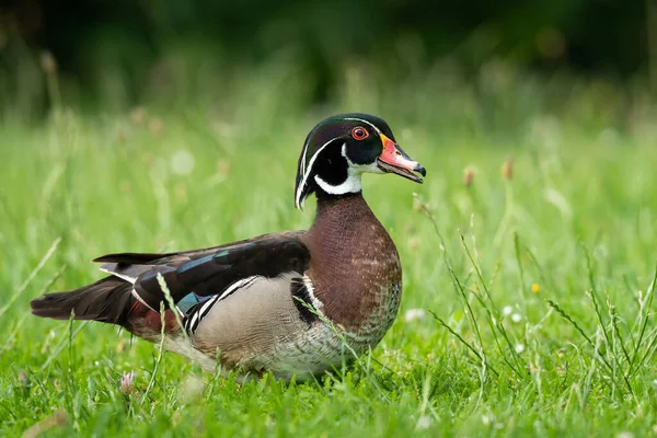 Anatra Legno Piedi Prato Parco Mattina Sole Primavera Vienna Austria — Foto Stock