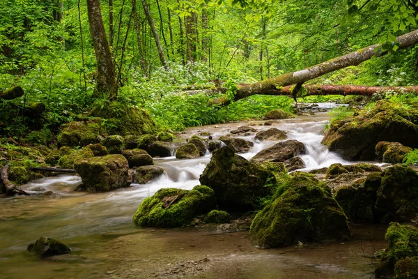 Pequeno Rio Floresta Dia Chuvoso Primavera Alpes Austríacos — Fotografia de Stock