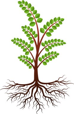 Bir moringa ağacı logo izole arka plan illüstrasyon sanat