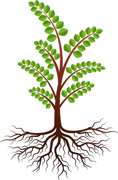 Bild Konst Moringa Träd Logotyp Med Isolerade Bakgrund — Stock vektor