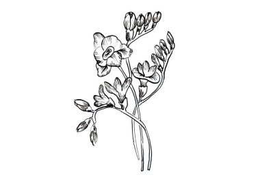 çiçek-maskara, sanat, sanat, çizim, oyulmuş, çiçek, botanik, çiçek, Bahçe, illüstrasyon, izole, Doğa, bitki, kroki, çekilmiş, çatal, arka plan, 