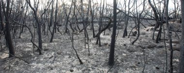 Barden Ridge 'deki Bush yangınından sonra
