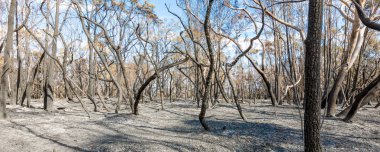 Barden Ridge 'deki Bush yangınından sonra