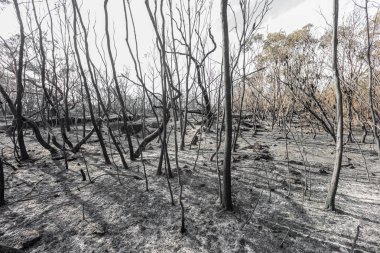 Barden Ridge 'deki Bush yangınından sonra