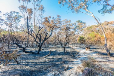 Barden Ridge 'deki Bush yangınından sonra