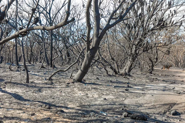 stock image Aftermath Of A Bush Fire at Barden Ridge