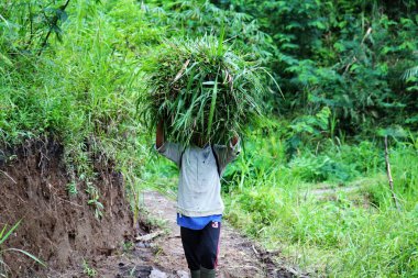 Vietnam işçi, örneğin bir çiftlikte bir yeşil pirinç, bir balya taşır