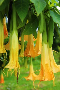 çalılıkların arasından asılı sarı çiçek