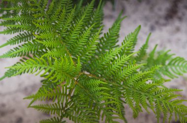 Fern karanlık doku Tasmania, Avustralya içinde bırakır