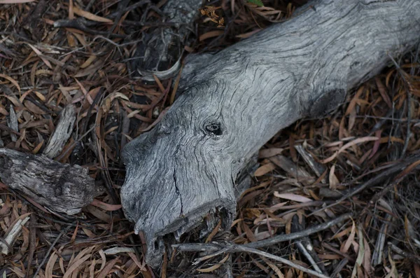 Branche Morte Couchée Sur Sol Forêt Avec Des Feuilles — Photo