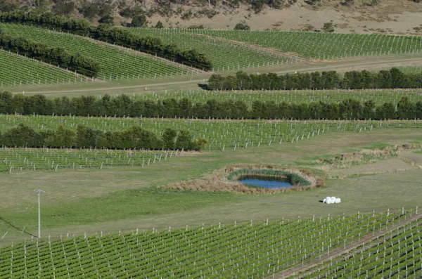 Hermoso Viñedo Verde Durante Temporada Verano — Foto de Stock