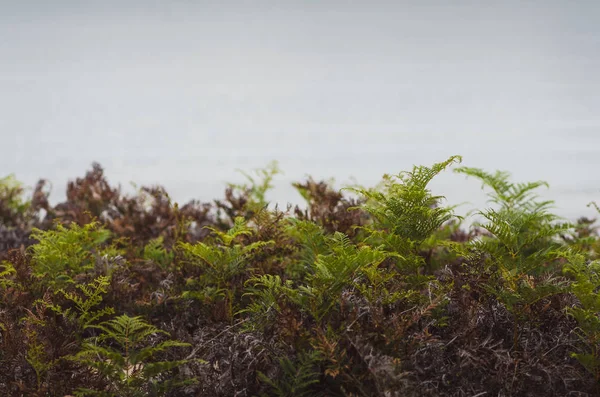 Fern Mörka Lämnar Textur Tasmanien Australien — Stockfoto