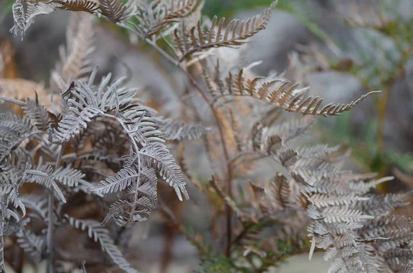 Fern Dark Leaves Texture Tasmania Australia — Stock Photo, Image