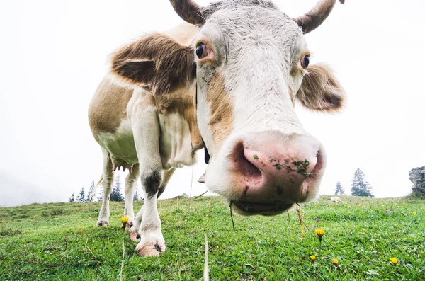 Tiro Fisheye Engraçado Uma Vaca Que Pastoreia — Fotografia de Stock