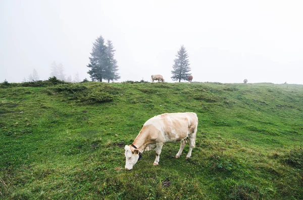 Vacca Solitaria Pascolo Nella Nebbia Delle Alpi Svizzere — Foto Stock