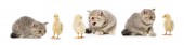 koláž kočka a kuřata izolované na bílém