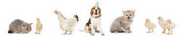 Köpek ve kedi, tavuk ve tavuk üzerinde beyaz izole kolaj