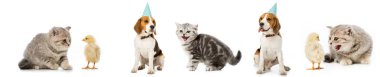 Collage of dog and cat, chickens and hen isolated on white clipart