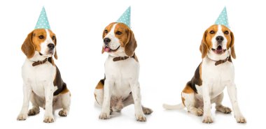 oturma köpek üzerinde beyaz izole mavi parti şapkalı kolaj