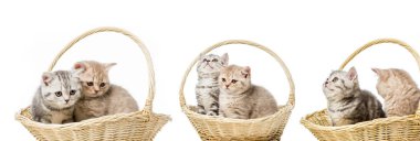 collage of cats in basket isolated on white clipart