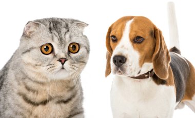 kedi ve köpek üzerinde beyaz izole kolaj