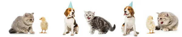 Collage Von Hund Und Katze Hühnern Und Henne Isoliert Auf — Stockfoto