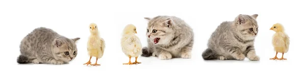 Коллаж Кошки Курицы Изолирован Белом — стоковое фото