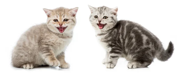Collage Aus Grauen Katzen Isoliert Auf Weiß — Stockfoto