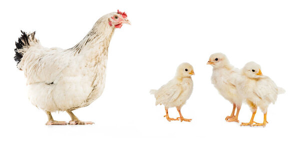 three chickens and hen isolated on white