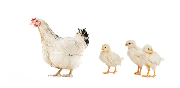 three chickens and hen isolated on white