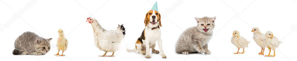 Collage of dog and cat, chickens and hen isolated on white