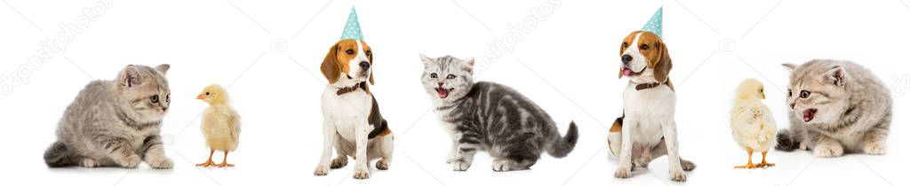 Collage of dog and cat, chickens and hen isolated on white