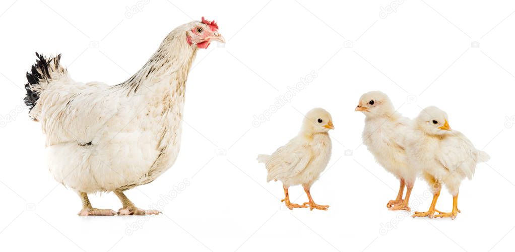three chickens and hen isolated on white