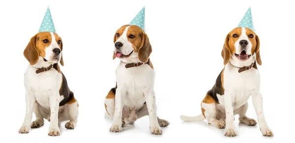 Collage eines sitzenden Hundes mit blauem Partyhut auf weißem Hintergrund — Stockfoto